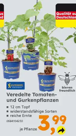 Globus Baumarkt Veredelte Tomaten- und Gurkenpflanzen Angebot