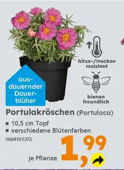 Globus Baumarkt Portulakröschen (Portulaca) Angebot