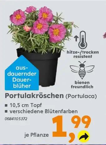Globus Baumarkt Portulakröschen (Portulaca) Angebot