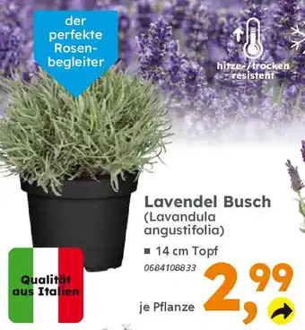 Globus Baumarkt Lavendel Busch (Lavandula angustifolia) Angebot