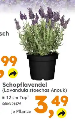 Globus Baumarkt Schopflavendel (Lavandula stoechas Anouk) Angebot