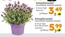 Globus Baumarkt Schopflavendel (Lavandula stoechas Anouk) Angebot