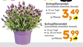 Globus Baumarkt Schopflavendel (Lavandula stoechas Anouk) Angebot