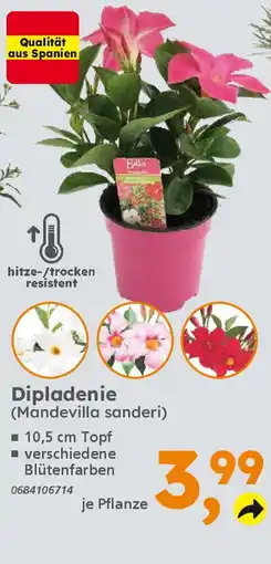 Globus Baumarkt Dipladenie (Mandevilla sanderi) Angebot