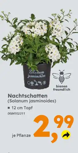 Globus Baumarkt Nachtschatten (Solanum jasminoides) Angebot