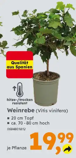 Globus Baumarkt Weinrebe (Vitis vinifera) Angebot