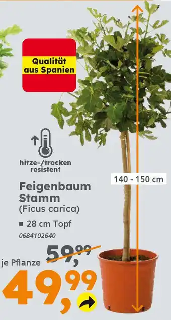 Globus Baumarkt Feigenbaum Stamm (Ficus carica) Angebot