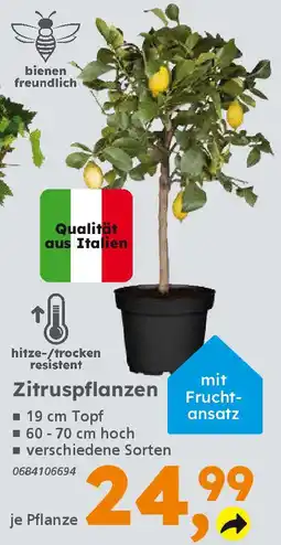 Globus Baumarkt Zitruspflanzen Angebot