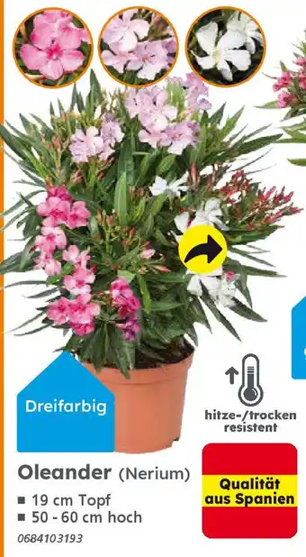 Globus Baumarkt Oleander (Nerium) Angebot