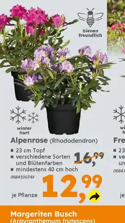 Globus Baumarkt Alpenrose (Rhododendron) Angebot