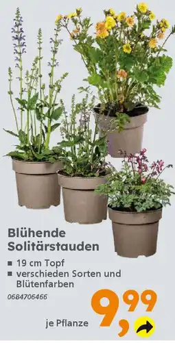 Globus Baumarkt Blühende Solitärstauden Angebot