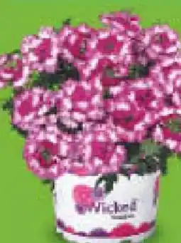 Netto Marken-Discount Verbena Angebot