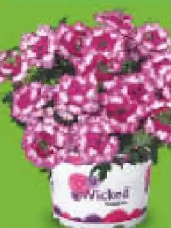 Netto Marken-Discount Verbena Angebot