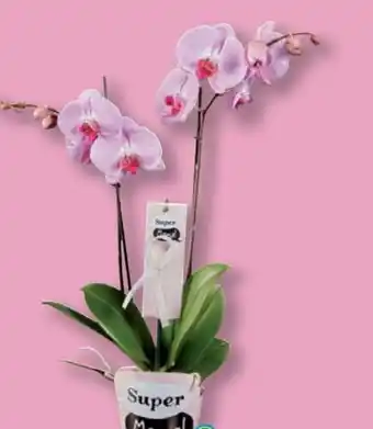Lidl Phalaenopsis Angebot
