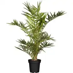 Hellweg Kanarische Dattelpalme Angebot