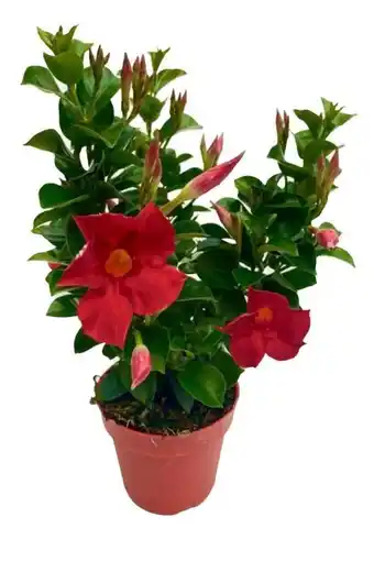Hellweg Dipladenia Sundaville Angebot