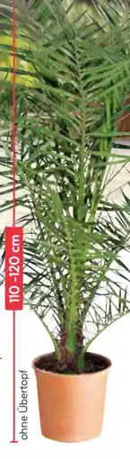 BayWa Dattelpalme Angebot