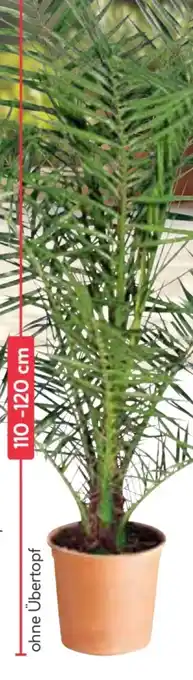BayWa Dattelpalme Angebot