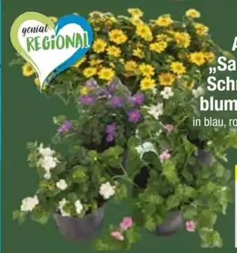 E-Center Aztekengold Sanvitalia Angebot