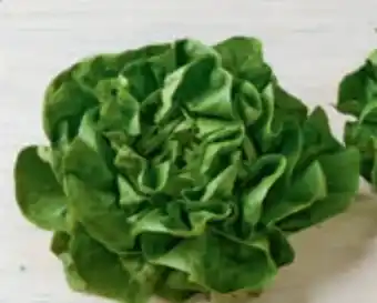 tegut Kopfsalat Angebot