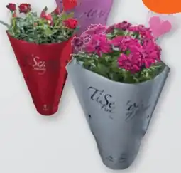 tegut TiSento Blühpflanzen Mix Angebot