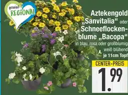 Edeka Aztekengold sanvitalia oder schneeflockenblume bacopa Angebot