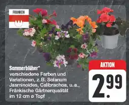 Edeka Franken sommerblüher Angebot