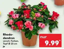 Kaufland Rhododendron Angebot