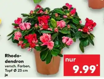 Kaufland Rhododendron Angebot