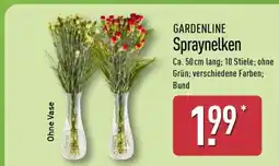 Aldi Nord GARDENLINE Spraynelken Angebot