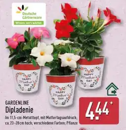 Aldi Nord Dipladenie Angebot