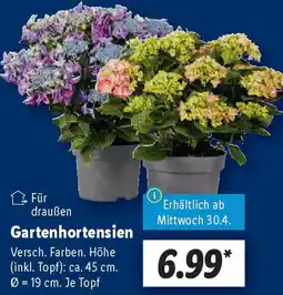 Lidl Gartenhortensien Angebot