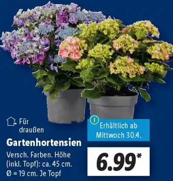 Lidl Gartenhortensien Angebot