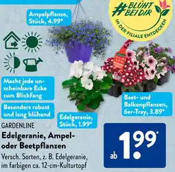 Aldi Süd Gardenline Edelgeranie, Ampel- oder Beetpflanzen Angebot