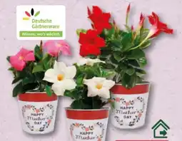 Aldi Nord Gardenline Dipladenien Angebot