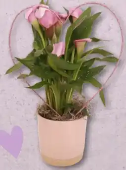 Aldi Nord Gardenline Calla Angebot