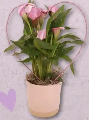 Aldi Nord Gardenline Calla Angebot