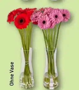 Aldi Nord Gardenline Germini Bund Angebot