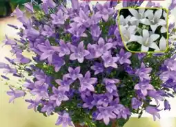 Pflanzen Kölle Kölle Glockenblume Get Mee Angebot