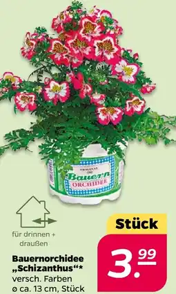 NETTO Bauernorchidee ,,Schizanthus" Angebot