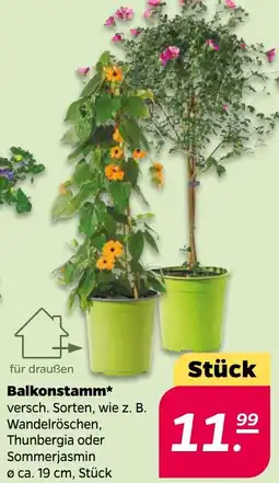 NETTO Balkonstamm Angebot