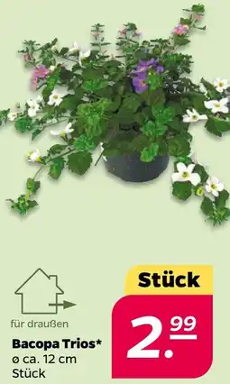 NETTO Bacopa Trios Angebot
