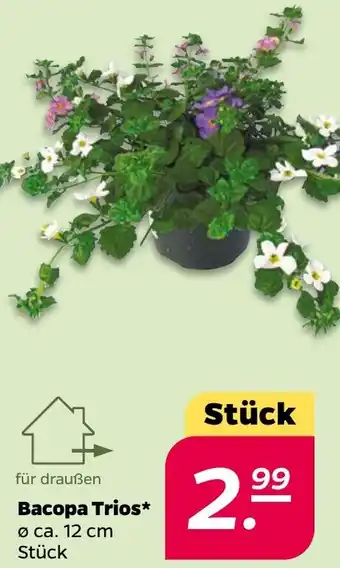 NETTO Bacopa Trios Angebot