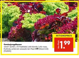 Hellweg Gemüsegungpflanzen Angebot