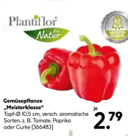Hellweg Plantiflor gemüsepflanze meisterklasse Angebot