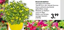 Hellweg Husarenknöpfchen Angebot
