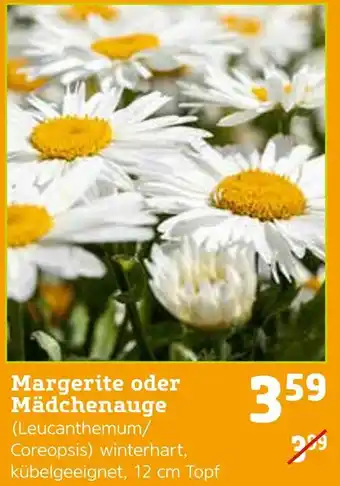 Pflanzen Kölle Margerite oder mädchenauge Angebot
