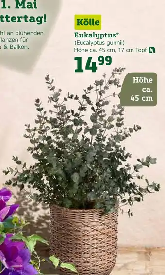 Pflanzen Kölle Kölle eukalyptus (eucalyptus gunnii) Angebot