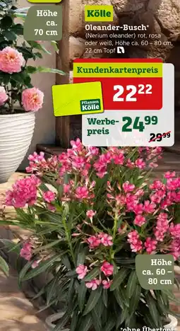 Pflanzen Kölle Kölle oleander-busch Angebot