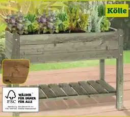 Pflanzen Kölle Kölle Pflanzkorb Paula Angebot